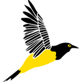 RUC